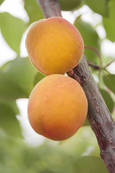 Apricots ripen on the tree. An apricot is a fruit or the tree that bears the fruit