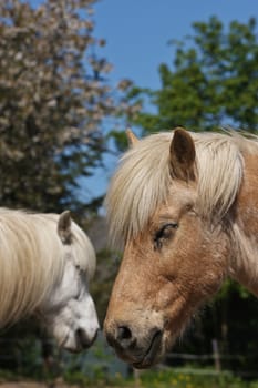 Icelandic horse in spring in denmark