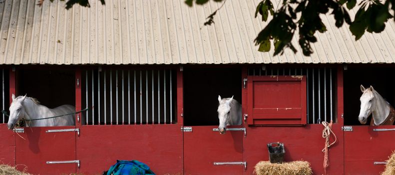 Horse show in denmark in the summer: white horses in boxes