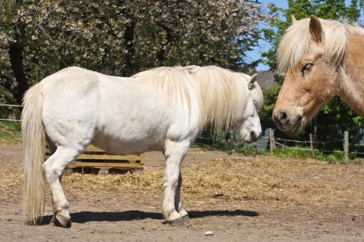 Icelandic horse in spring in denmark