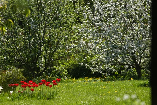 Garden in spring with red flowers