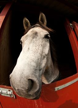 Horse show in denmark in the summer: white horses in boxes