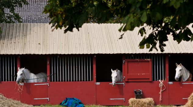 Horse show in denmark in the summer: white horses in boxes