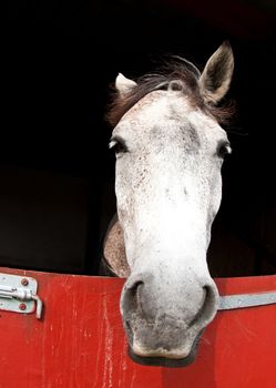 Horse show in denmark in the summer: white horses in boxes