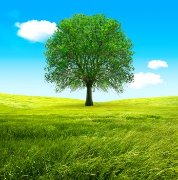 Big tree and green fields. Blue sky and wind