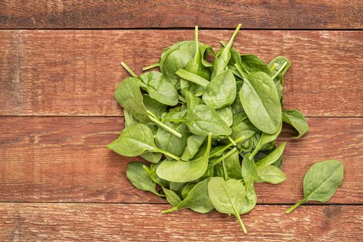 fresh baby spinach leaves against rustic,  red barn wood table