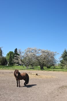 Icelandic horse in spring in denmark