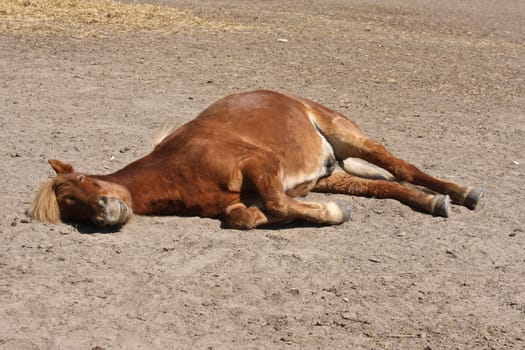 Icelandic horse in spring in denmark