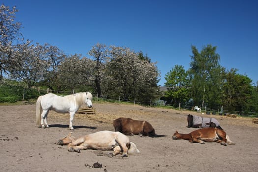 Icelandic horse in spring in denmark