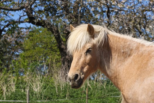 Icelandic horse in spring in denmark