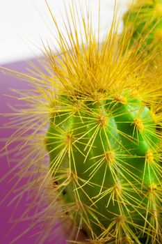 Close up image of green cactus