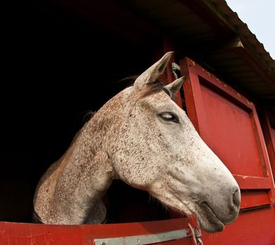 Horse show in denmark in the summer: white horses in boxes