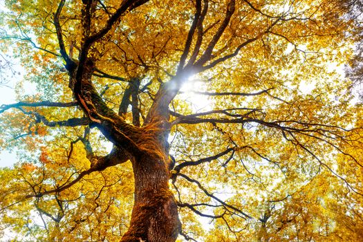 Beech tree in autumn. Nature background