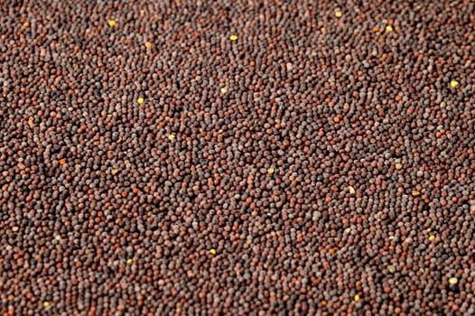 Brown Mustard Seeds as a background