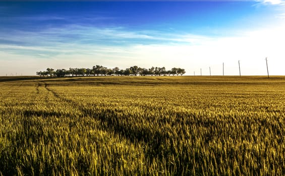 Rural landscape.Spain.Green grass and trees