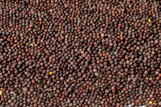 Brown Mustard Seeds as a background