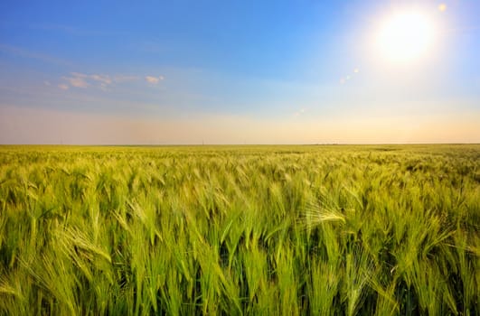 Green wheat field and sunset