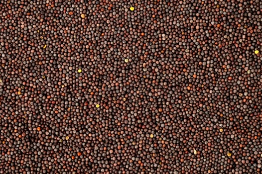 Brown Mustard Seeds as a background