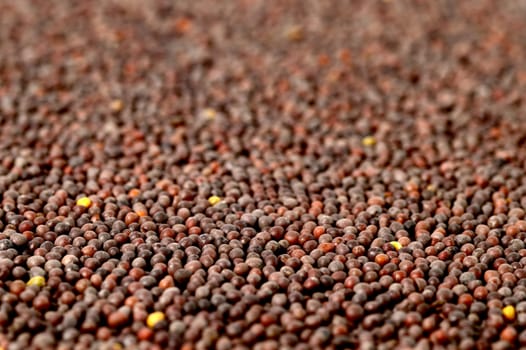 Brown Mustard Seeds as a background