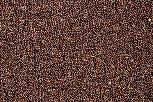 Brown Mustard Seeds as a background