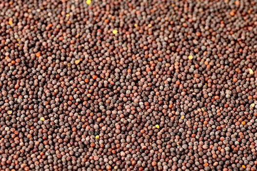 Brown Mustard Seeds as a background