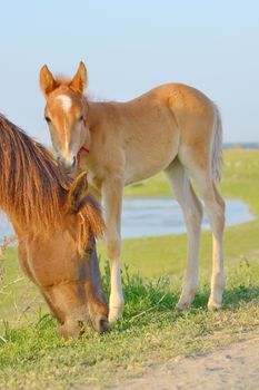 Horse and Her Foal in a Green Field of Grass.