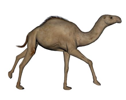 Camel running isolated in white background - 3D render