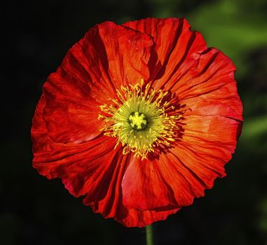 Close up on spring fever red iceland poppy, papaver nudicaule