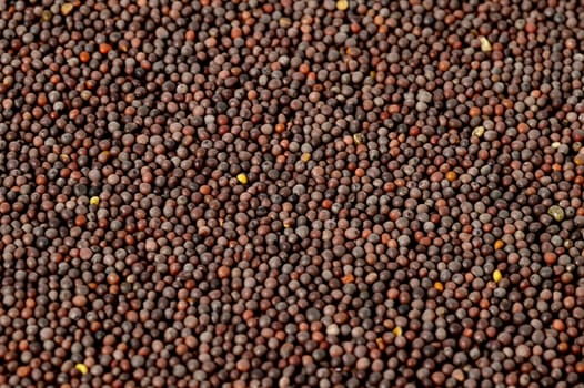 Brown Mustard Seeds as a background