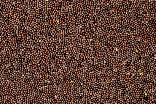 Brown Mustard Seeds as a background