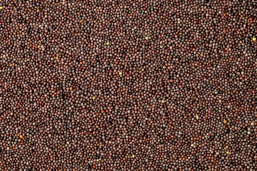 Brown Mustard Seeds as a background