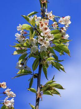 Wild, sweet, bird or gean cherry tree, prunus avium, flowers by beautiful day
