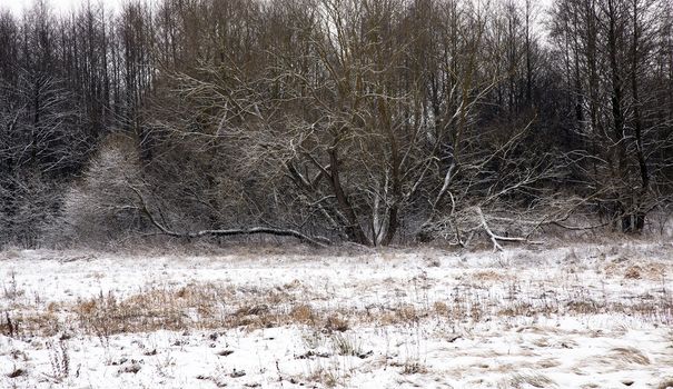   a tree, growing in a snow-covered field in a winter season