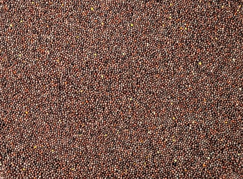 Brown Mustard Seeds as a background