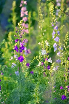 Delphinium flower in spring time
