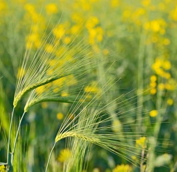 Green wheat field in spring time