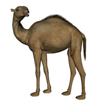 Camel standing isolated in white background - 3D render