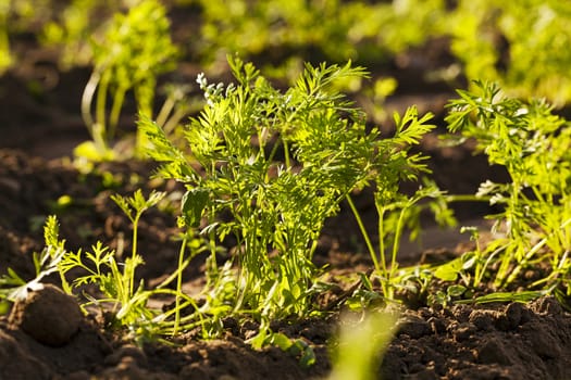   an agricultural field on which grow up carrots