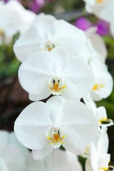 flowers of white orchids In full bloom with yellow stamens.
