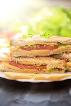 Cheese sandwich with tomato and green lettuce