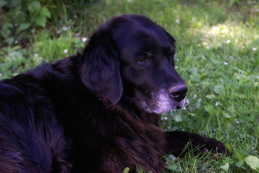 A female lab rests on the cool ground to beat the summer heat.