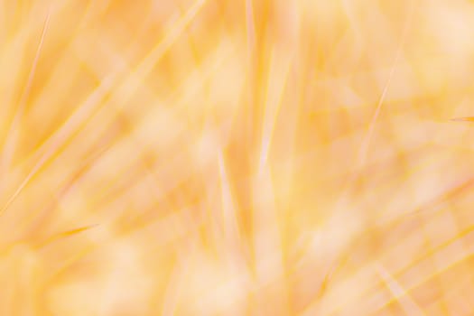 Macro of insect hair and thorns gold for the background is out of focus blur