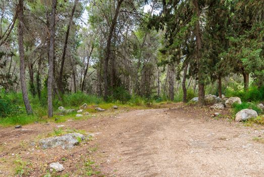 Beautiful forest road in coniferous forest in the spring. Israel.