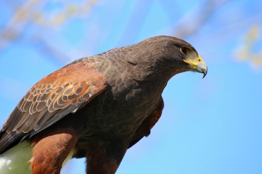 Details of an golden eagle reading to attack