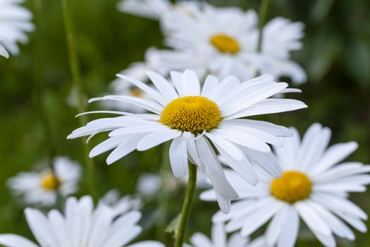   the white flowers of a camomile photographed by a close up