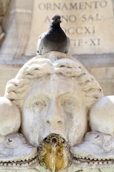 Pigeon sitting on a sculpture, fountain on the Piazza della Rotonda in Rome, Italy