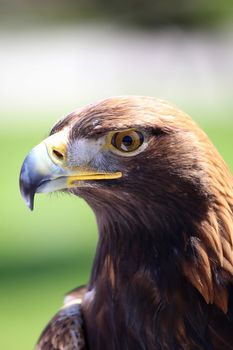 Portrait of an golden eagle staring at camera