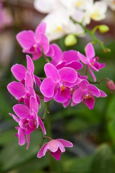 orchid flowers Pink bouquet of flowers on branches