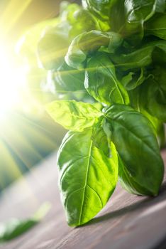 Fresh organic basil leaves on a wooden table