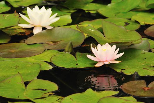 Water lily close up in the pond with green leaf